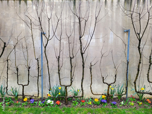 A pruned and manicured trees with parallel vertical branches against the background of an wall. The tree is attached to a metal lattice wire fence on a old concrete wall. 