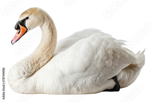 Swan waterfowl animal bird.