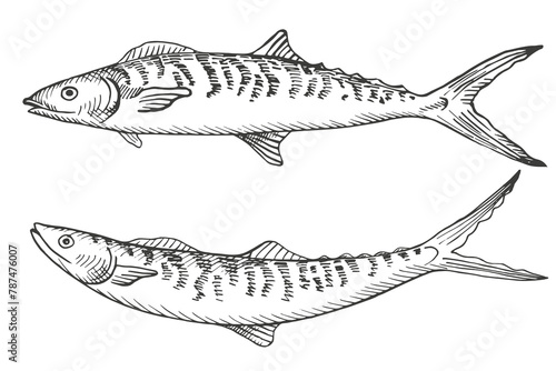 Fish Mackerel sketch hand drawn engraved vector illustration on isolated background. Seafood, underwater life, food. Graphic silhouette of scomber, design element for print, sign, paper, card, label