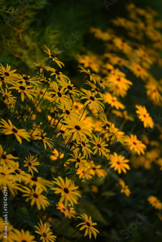 Rudbeckia blooming, yellow rudbeckia flowers closeup on bokeh flowers background, floral coneflowers background, selective focus..