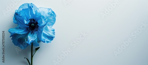 Blue flower separated from the white backdrop