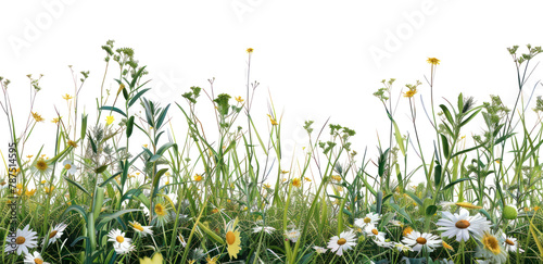 PNG A grass and flowers grassland outdoors nature