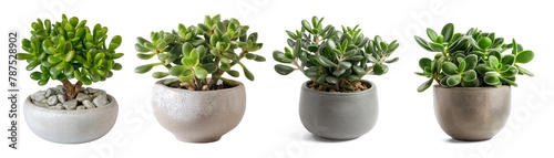 Jade plant , Lucky plant, money plant, indoor tree pot plant, houseplant clipart collection set, PNG without background 
