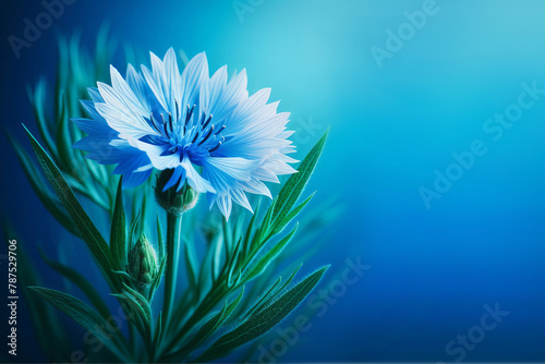 Cornflower flower Centaurea on blue background, national belarusian flower, symbol modest, friendly and hospitable