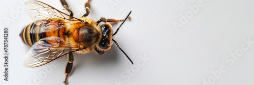Bee macro isolated on a clean white background. Detailed bee. Concept of close up insect, entomology studies, and nature's intricacy. Banner. Copy space