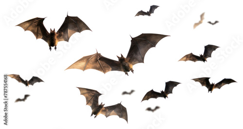 PNG Bats wildlife animal flying.