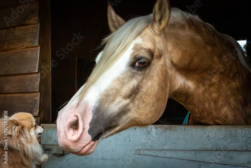 Section D Welsh cob palomino pony in the stable playing with a small dog, Image shows a stallion horse peering over his door to play with a small fluffy dog which is trying to lick his nose