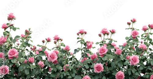 PNG Rose bushes outdoors blossom flower.