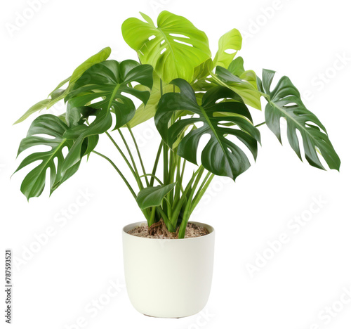 PNG Monstera in pot plant leaf houseplant freshness. 