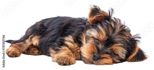 PNG Sleeping baby yorkshire terrier mammal animal puppy.