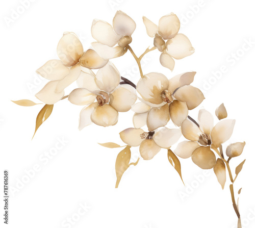 PNG Dendrobium Orchid watercolor minimal background flower orchid plant.