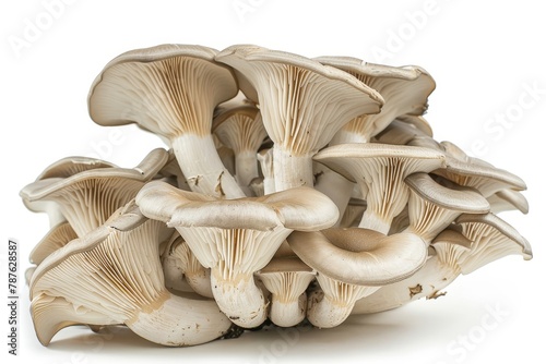 Closeup of isolated oyster mushroom on white background