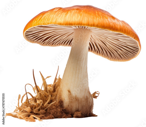 PNG Lactarius mushroom fungus agaric plant. AI generated Image by rawpixel.