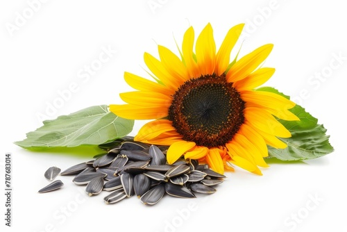 Sunflower seed oil seeds and flower on white background
