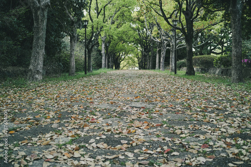 森の道 落ち葉の落ちたアーチ状の木々に囲まれた手つかずの参道の背景 ウォーキング・アウトドア・散歩・季節