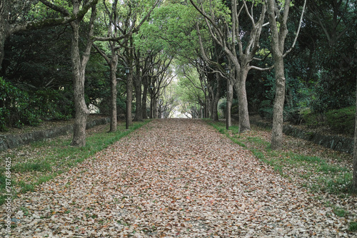 森の道 落ち葉の落ちたアーチ状の木々に囲まれた手つかずの参道の背景 ウォーキング・アウトドア・散歩・季節