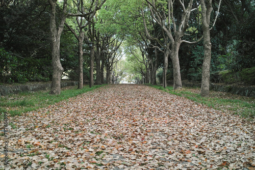 森の道 落ち葉の落ちたアーチ状の木々に囲まれた手つかずの参道の背景 アウトドア・散歩・季節