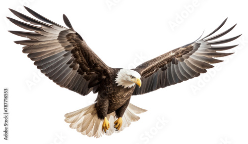 PNG Flying animal eagle bird. 