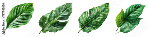 Natural of Tropical green leaves of leaf On A Clean White Background Soft Watercolour Transparent Background