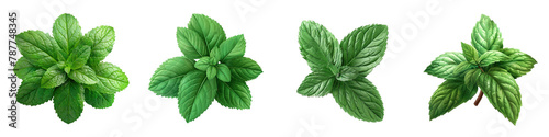 Fresh Peppermint or mine leaf On A Clean White Background Soft Watercolour Transparent Background
