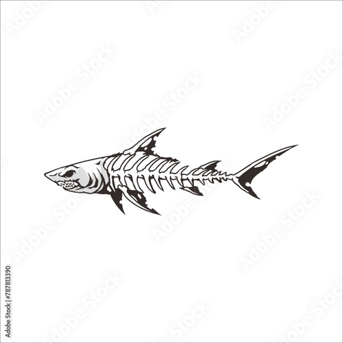 Shark anatomy vector on white background 