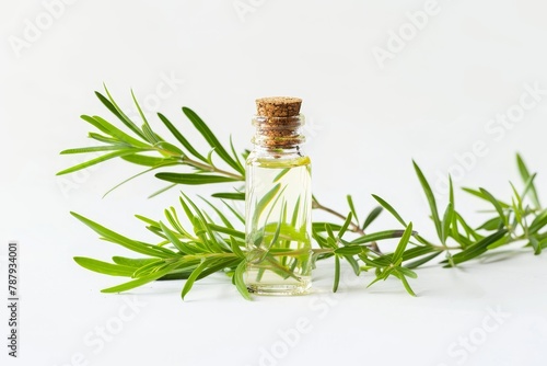 Tea tree oil branch and essential oil on white background