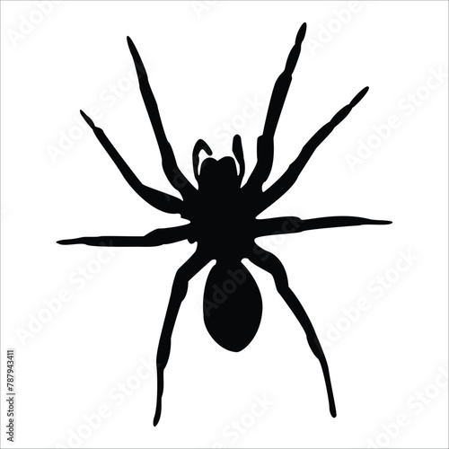 The dark outline of a tarantula spider. An very hazardous arachnoid with venomous teeth and big, fuzzy paws. A dangerous bug that is waiting for its intended victim. Ideas for Halloween horror.