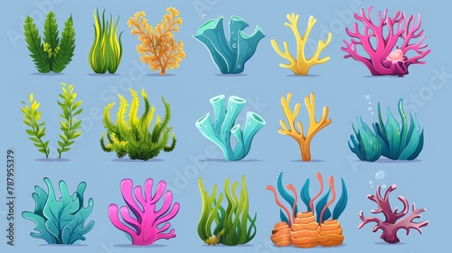 Various colorful marine algae and oceania sponges. Underwater ocean and aquarium plants and creatures. Wildlife natural seabed plants.