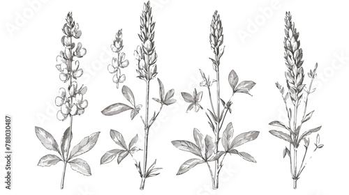 Melilot or sweet clover flowers or inflorescences ste