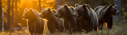 Grizzly bear family walking towards the camera in the forest with setting sun. Group of wild animals in nature. Horizontal, banner.