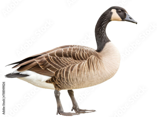 greylag goose isolated on a transparent background. PNG