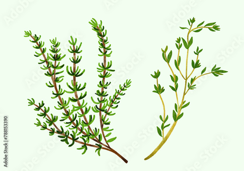 thyme leaves and branch