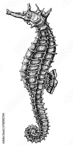 Black and white seahorse png