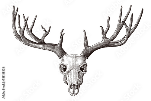 Hand drawn deer skull with antler design element
