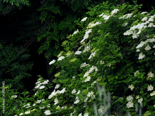 Bez czarny, dziki bez czarny (Sambucus nigra L.) jest krzewek kiedy zakwita oznacza to początek lata. Jest rośliną która dostarcza cennych składników lwczniczych