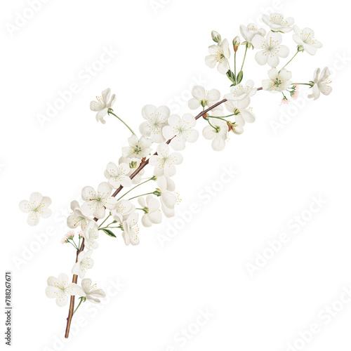 Png white flower illustration, vintage element on transparent background