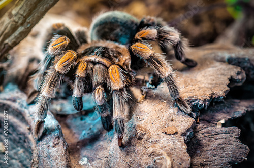 Hairy predatory mexican redknee tarantula on the stone