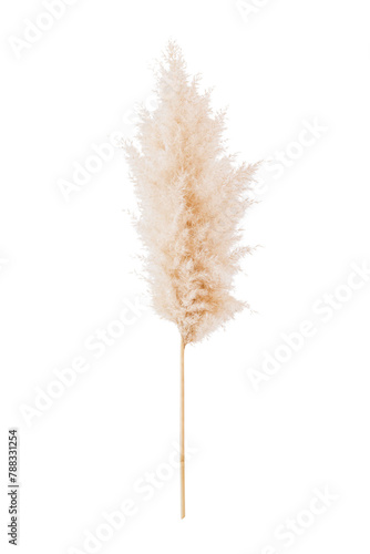 Dried pampas grass design element