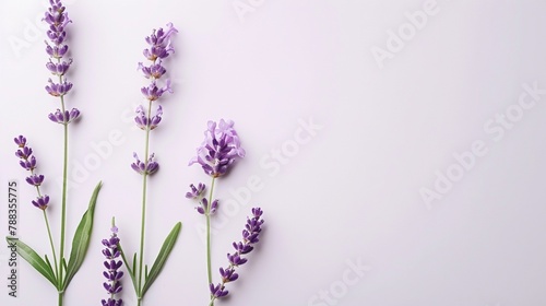 Fragrant lavender flower arranged elegantly on a white background, emanating relaxation and calmness.