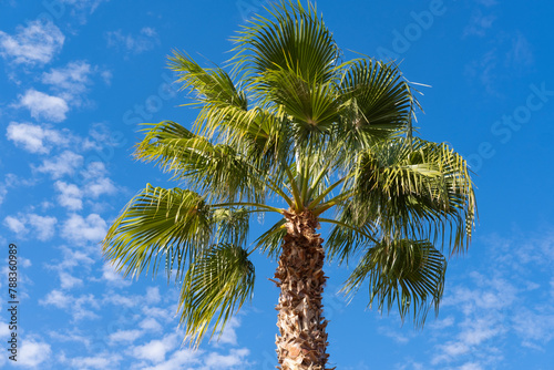 tropical African Sabal fan palm gracefully sways against blue sky, natural beauty tropics, infinity tropical background, exotic banner for travel agencies, hotels, airlines