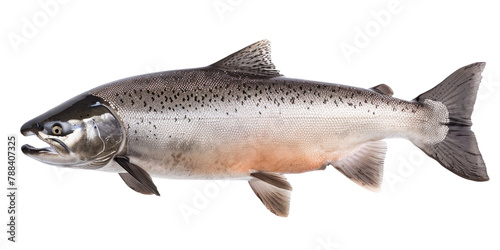 a pacific salmon fish isolated on white or transparent background 