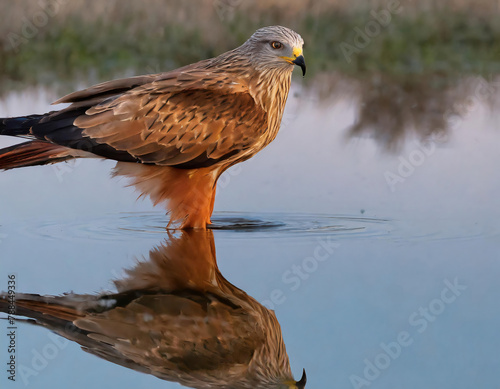 Red Kite (Milvus milvus) standing on a waterhole and its reflection mirroring on the water