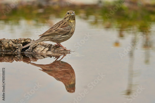 escribano soteño hembra o escribano de garganta negra (Emberiza cirlus)