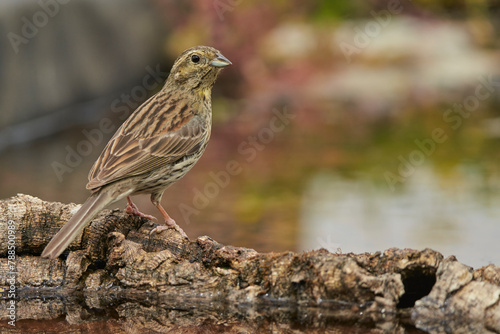 escribano soteño hembra o escribano de garganta negra (Emberiza cirlus)