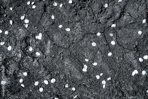 White apple petals on black mud. The concept of trampled virginity, innocence