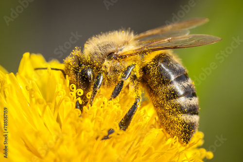 honey bee, apis mellifera, silhouette of a bee, anatomical structure of an insect, bee bathed in pollen, pollinating insect, dandelion flower, yellow flower, anthers, stamens, pollination, worker bee,