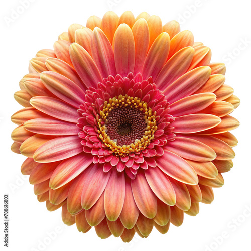 top view barberton daisy isolated on transparent background, element remove background, element for design