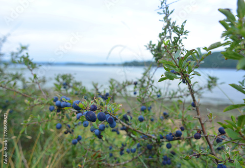 Prunus spinosa plant with berries at the atlantic shore