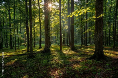 Temperate forest, seasonal changes, deciduous trees, forest floor life