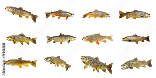 Freshwater trout species cut out png on transparent background